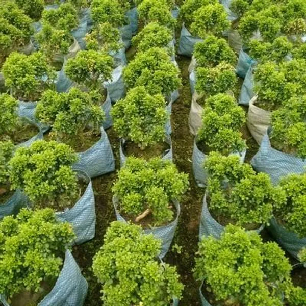 Bahan_Traders_Live_Table_Kamini_Bonsai_Bushi_Plant_-_Oxygen_Supplier_Tree_For_Indoor_Home_Dacoration_With_Plastic_Pot