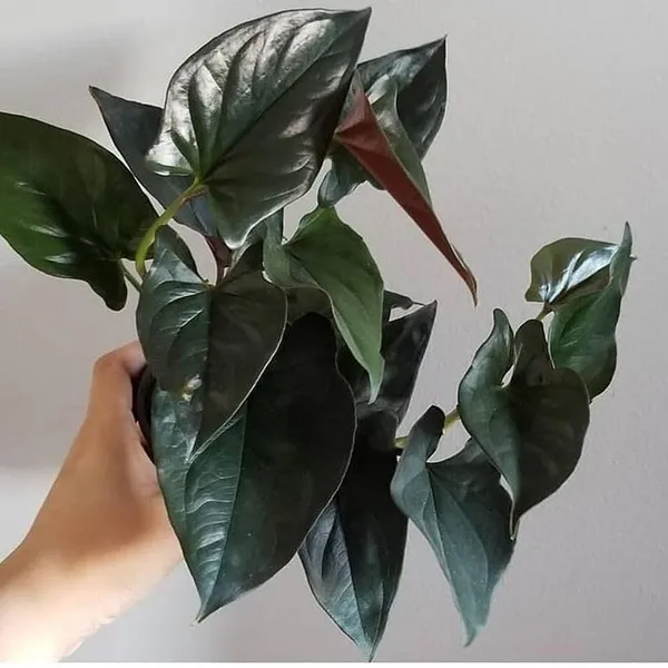 Bahan_Traders_Syngonium_Erythrophyllum_Black__Air_Purifying_Natural_Live_Plant_In_Pot