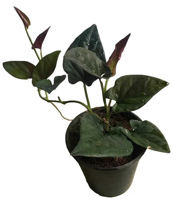 Bahan_Traders_Syngonium_Erythrophyllum_Black__Air_Purifying_Natural_Live_Plant_In_Pot