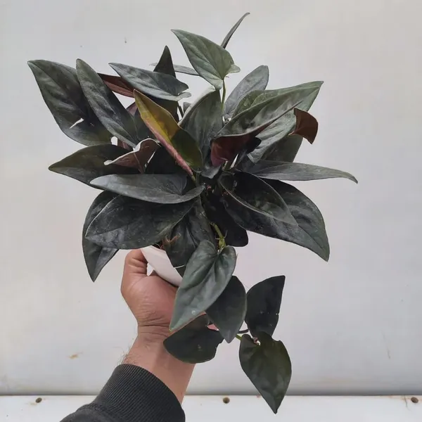Bahan_Traders_Syngonium_Erythrophyllum_Black__Air_Purifying_Natural_Live_Plant_In_Pot