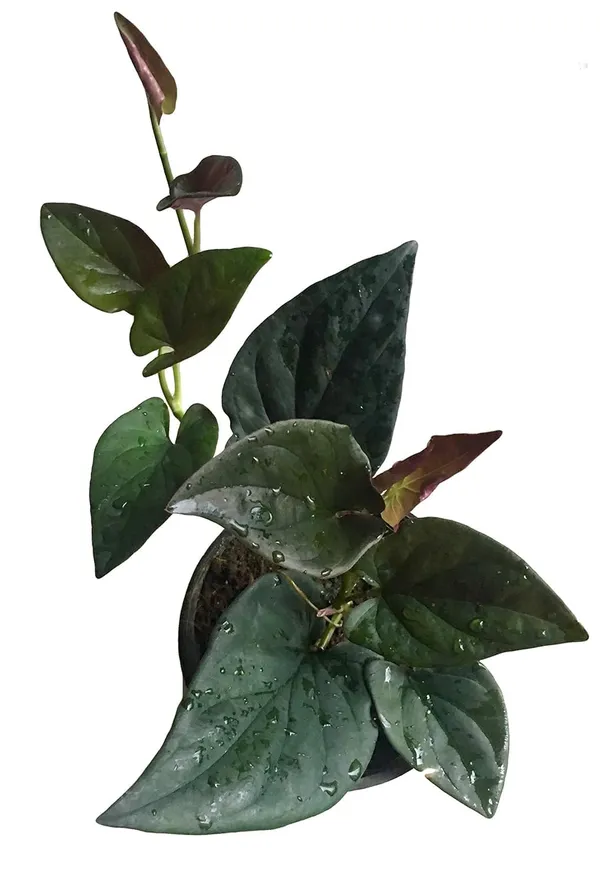 Bahan_Traders_Syngonium_Erythrophyllum_Black__Air_Purifying_Natural_Live_Plant_In_Pot