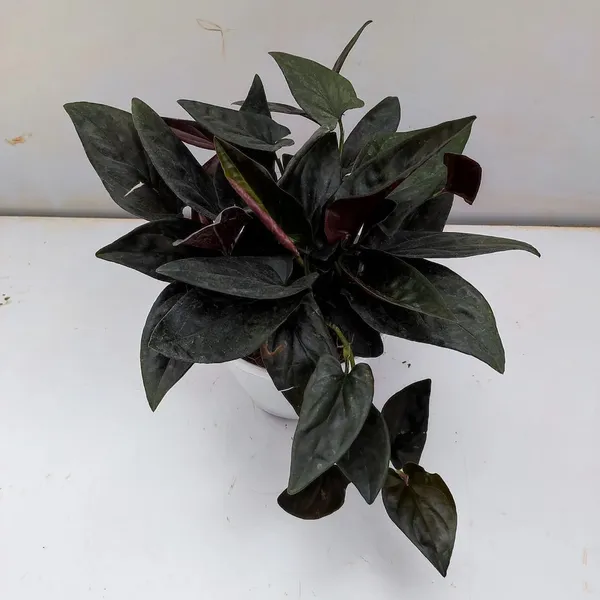 Bahan_Traders_Syngonium_Erythrophyllum_Black__Air_Purifying_Natural_Live_Plant_In_Pot