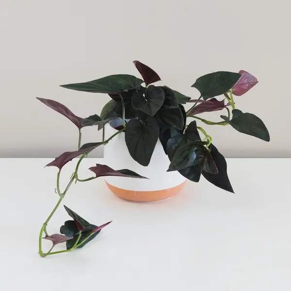 Bahan_Traders_Syngonium_Erythrophyllum_Black__Air_Purifying_Natural_Live_Plant_In_Pot