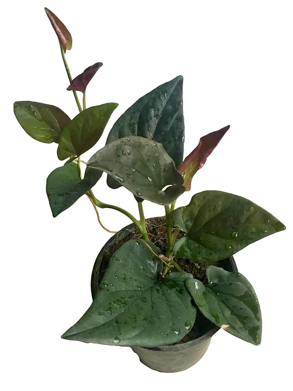 Bahan_Traders_Syngonium_Erythrophyllum_Black__Air_Purifying_Natural_Live_Plant_In_Pot