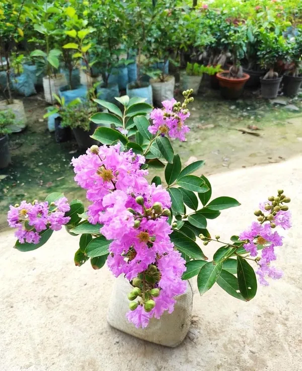 Bahan_Traders_Rare_Pink_Furush_Flower_-_Jarul_Tree_Crepe_Myrtle_(Ready_To_Bloom)_Pride_Of_India_Live_Queens_Flower_Plant_For_Home_Garden_And_Landscaping_1_Healthy_Plant_In_Growers_Bag