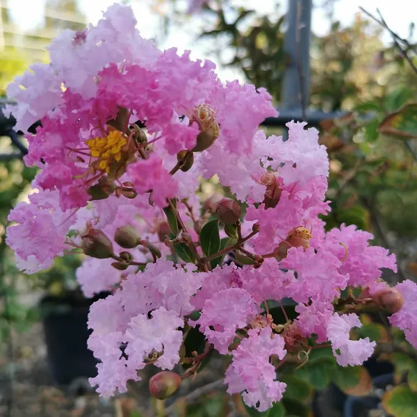 Bahan_Traders_Rare_Pink_Furush_Flower_-_Jarul_Tree_Crepe_Myrtle_(Ready_To_Bloom)_Pride_Of_India_Live_Queens_Flower_Plant_For_Home_Garden_And_Landscaping_1_Healthy_Plant_In_Growers_Bag