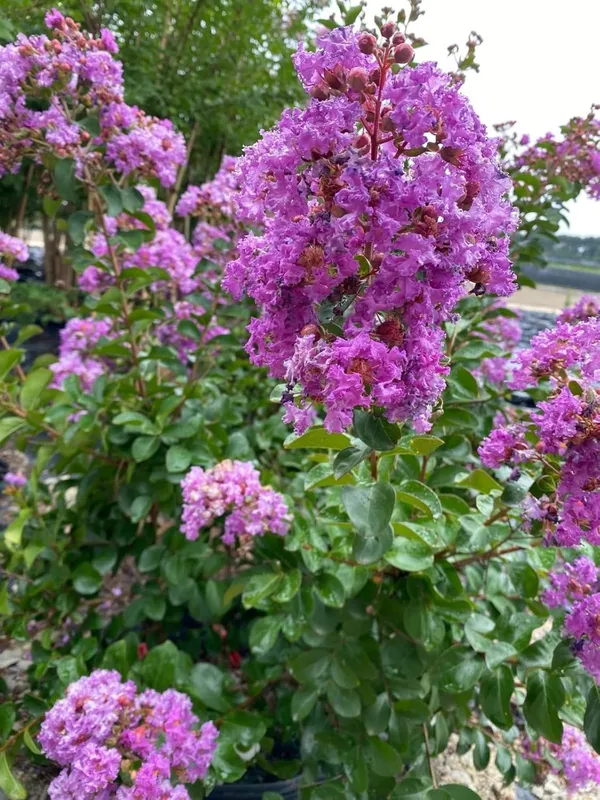 Bahan_Traders_Rare_Pink_Furush_Flower_-_Jarul_Tree_Crepe_Myrtle_(Ready_To_Bloom)_Pride_Of_India_Live_Queens_Flower_Plant_For_Home_Garden_And_Landscaping_1_Healthy_Plant_In_Growers_Bag