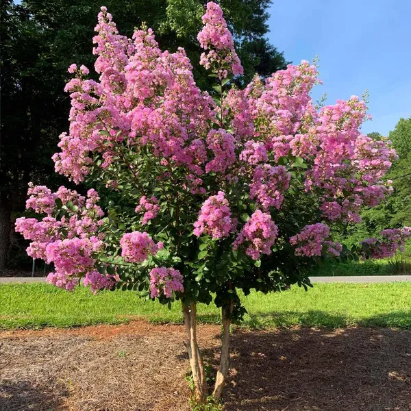 Bahan_Traders_Rare_Pink_Furush_Flower_-_Jarul_Tree_Crepe_Myrtle_(Ready_To_Bloom)_Pride_Of_India_Live_Queens_Flower_Plant_For_Home_Garden_And_Landscaping_1_Healthy_Plant_In_Growers_Bag