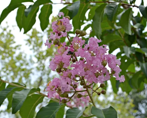 Bahan_Traders_Rare_Pink_Furush_Flower_-_Jarul_Tree_Crepe_Myrtle_(Ready_To_Bloom)_Pride_Of_India_Live_Queens_Flower_Plant_For_Home_Garden_And_Landscaping_1_Healthy_Plant_In_Growers_Bag