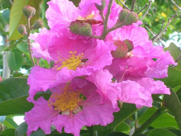 Bahan_Traders_Rare_Pink_Furush_Flower_-_Jarul_Tree_Crepe_Myrtle_(Ready_To_Bloom)_Pride_Of_India_Live_Queens_Flower_Plant_For_Home_Garden_And_Landscaping_1_Healthy_Plant_In_Growers_Bag