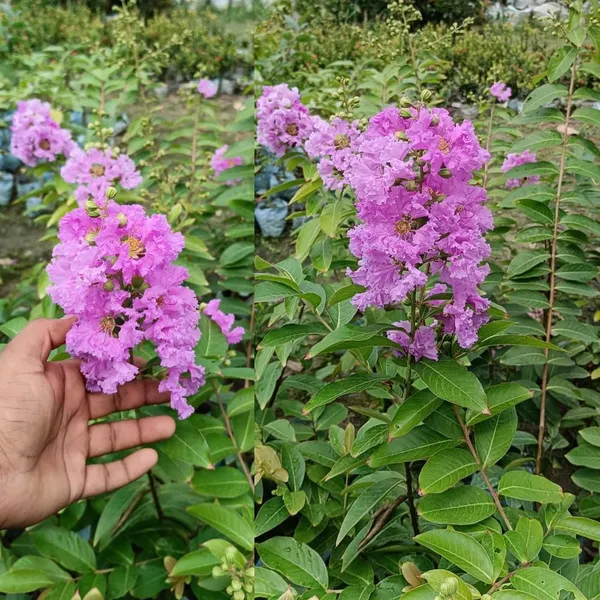 Bahan_Traders_Rare_Pink_Furush_Flower_-_Jarul_Tree_Crepe_Myrtle_(Ready_To_Bloom)_Pride_Of_India_Live_Queens_Flower_Plant_For_Home_Garden_And_Landscaping_1_Healthy_Plant_In_Growers_Bag