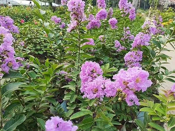 Bahan_Traders_Rare_Pink_Furush_Flower_-_Jarul_Tree_Crepe_Myrtle_(Ready_To_Bloom)_Pride_Of_India_Live_Queens_Flower_Plant_For_Home_Garden_And_Landscaping_1_Healthy_Plant_In_Growers_Bag