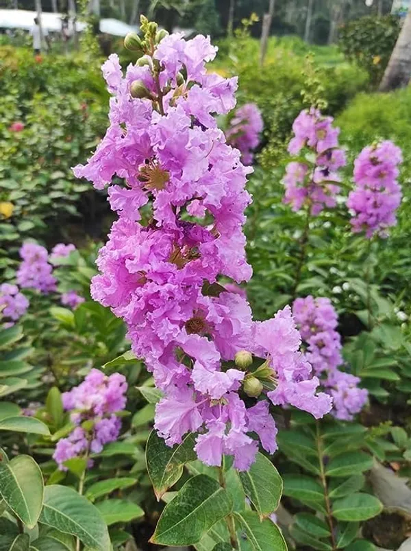 Bahan_Traders_Rare_Pink_Furush_Flower_-_Jarul_Tree_Crepe_Myrtle_(Ready_To_Bloom)_Pride_Of_India_Live_Queens_Flower_Plant_For_Home_Garden_And_Landscaping_1_Healthy_Plant_In_Growers_Bag