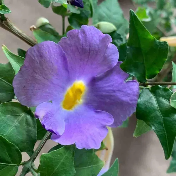 Bahan_Traders_Purple_Thunbergia_Live_Plant,_Large_Lavender_Blooms,_Climbing_Bush_Clockvine_Flowering_Tree_With_Nursery_Growbag