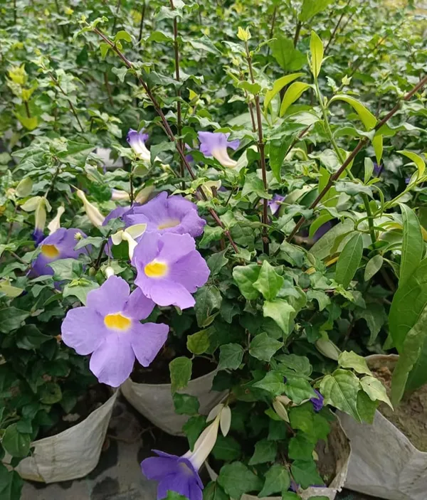 Bahan_Traders_Purple_Thunbergia_Live_Plant,_Large_Lavender_Blooms,_Climbing_Bush_Clockvine_Flowering_Tree_With_Nursery_Growbag