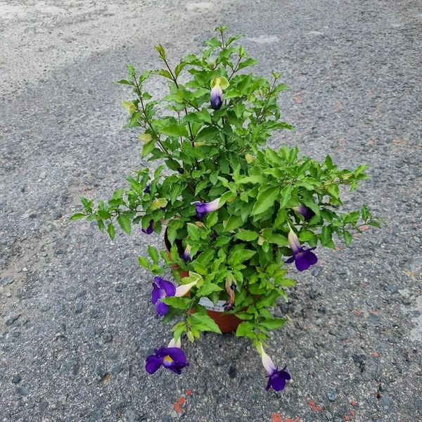 Bahan_Traders_Purple_Thunbergia_Live_Plant,_Large_Lavender_Blooms,_Climbing_Bush_Clockvine_Flowering_Tree_With_Nursery_Growbag