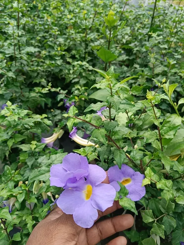 Bahan_Traders_Purple_Thunbergia_Live_Plant,_Large_Lavender_Blooms,_Climbing_Bush_Clockvine_Flowering_Tree_With_Nursery_Growbag