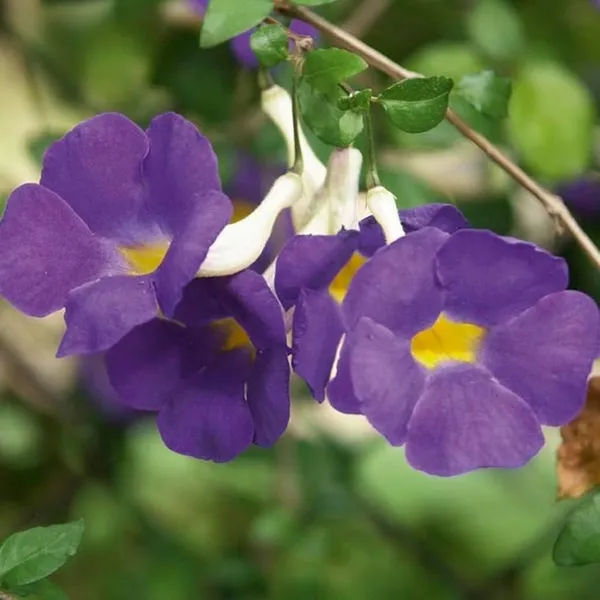 Bahan_Traders_Purple_Thunbergia_Live_Plant,_Large_Lavender_Blooms,_Climbing_Bush_Clockvine_Flowering_Tree_With_Nursery_Growbag