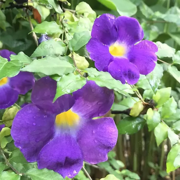 Bahan_Traders_Purple_Thunbergia_Live_Plant,_Large_Lavender_Blooms,_Climbing_Bush_Clockvine_Flowering_Tree_With_Nursery_Growbag