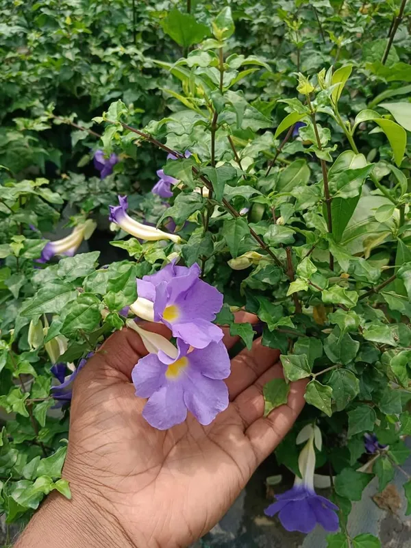 Bahan_Traders_Purple_Thunbergia_Live_Plant,_Large_Lavender_Blooms,_Climbing_Bush_Clockvine_Flowering_Tree_With_Nursery_Growbag