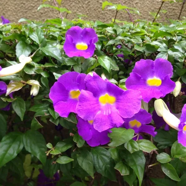 Bahan_Traders_Purple_Thunbergia_Live_Plant,_Large_Lavender_Blooms,_Climbing_Bush_Clockvine_Flowering_Tree_With_Nursery_Growbag
