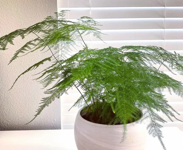 Bahan_Traders_Asparagus_Lace_Fern_Leaf__Setaceus_Plumosus_Asparagus_Fern__Rare_Natural_Live_Indoor_Plant_In_Pot