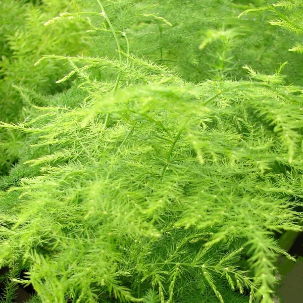Bahan_Traders_Asparagus_Lace_Fern_Leaf__Setaceus_Plumosus_Asparagus_Fern__Rare_Natural_Live_Indoor_Plant_In_Pot