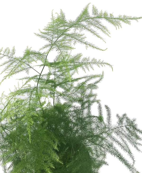 Bahan_Traders_Asparagus_Lace_Fern_Leaf__Setaceus_Plumosus_Asparagus_Fern__Rare_Natural_Live_Indoor_Plant_In_Pot