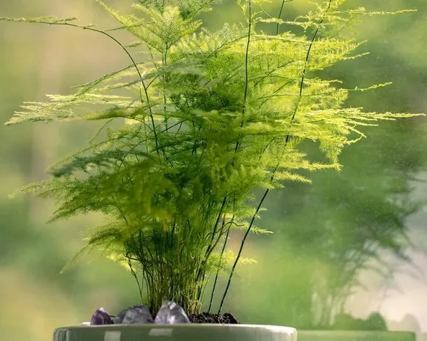 Bahan_Traders_Asparagus_Lace_Fern_Leaf__Setaceus_Plumosus_Asparagus_Fern__Rare_Natural_Live_Indoor_Plant_In_Pot
