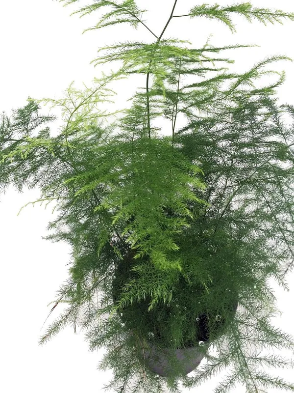 Bahan_Traders_Asparagus_Lace_Fern_Leaf__Setaceus_Plumosus_Asparagus_Fern__Rare_Natural_Live_Indoor_Plant_In_Pot