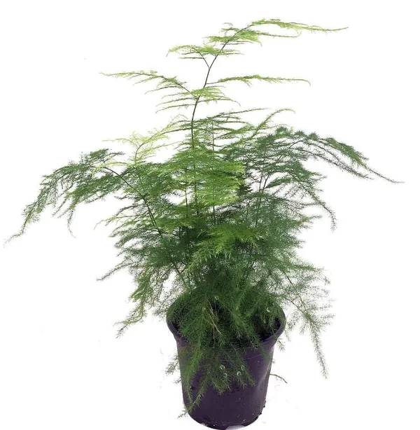 Bahan_Traders_Asparagus_Lace_Fern_Leaf__Setaceus_Plumosus_Asparagus_Fern__Rare_Natural_Live_Indoor_Plant_In_Pot