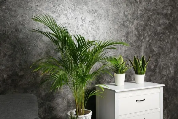 Bahan_Traders_Areca_Palm_Air_Purifier_Natural_Live_Plant_Big_Size_(2.5_To_3.5_Feet)_Very_Tall_Areca_Palm_In_Nursery_Growbag_-_1_Healthy_Evergreen_Indoor_Plants_For_Home_&_Office_(Without_Pot)