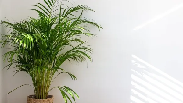 Bahan_Traders_Areca_Palm_Air_Purifier_Natural_Live_Plant_Big_Size_(2.5_To_3.5_Feet)_Very_Tall_Areca_Palm_In_Nursery_Growbag_-_1_Healthy_Evergreen_Indoor_Plants_For_Home_&_Office_(Without_Pot)