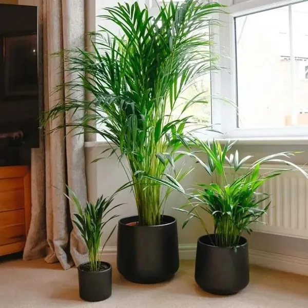 Bahan_Traders_Areca_Palm_Air_Purifier_Natural_Live_Plant_Big_Size_(2.5_To_3.5_Feet)_Very_Tall_Areca_Palm_In_Nursery_Growbag_-_1_Healthy_Evergreen_Indoor_Plants_For_Home_&_Office_(Without_Pot)