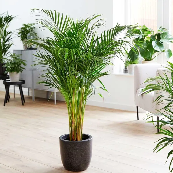 Bahan_Traders_Areca_Palm_Air_Purifier_Natural_Live_Plant_Big_Size_(2.5_To_3.5_Feet)_Very_Tall_Areca_Palm_In_Nursery_Growbag_-_1_Healthy_Evergreen_Indoor_Plants_For_Home_&_Office_(Without_Pot)