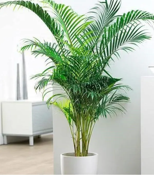 Bahan_Traders_Areca_Palm_Air_Purifier_Natural_Live_Plant_Big_Size_(2.5_To_3.5_Feet)_Very_Tall_Areca_Palm_In_Nursery_Growbag_-_1_Healthy_Evergreen_Indoor_Plants_For_Home_&_Office_(Without_Pot)