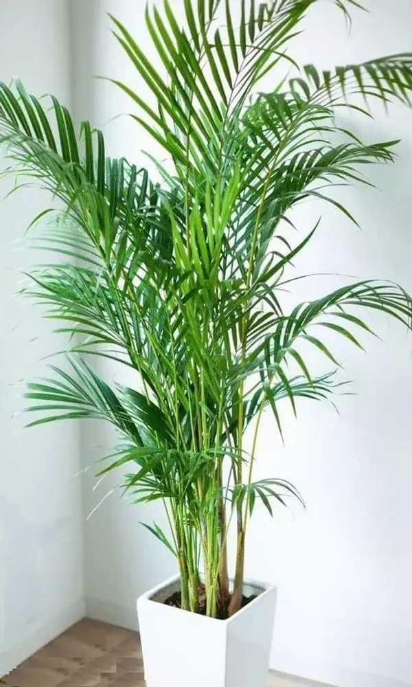 Bahan_Traders_Areca_Palm_Air_Purifier_Natural_Live_Plant_Big_Size_(2.5_To_3.5_Feet)_Very_Tall_Areca_Palm_In_Nursery_Growbag_-_1_Healthy_Evergreen_Indoor_Plants_For_Home_&_Office_(Without_Pot)