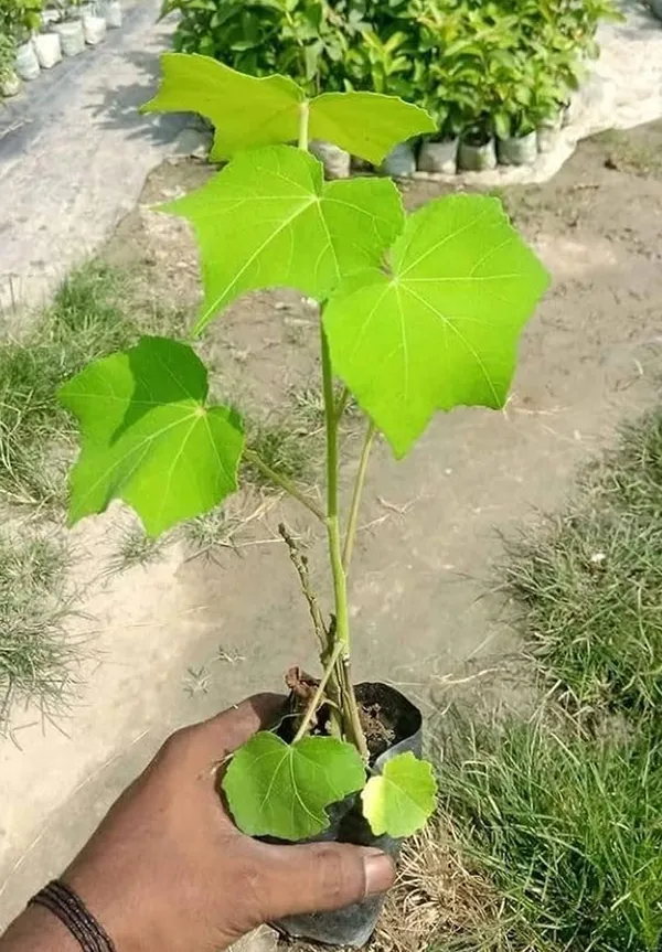 Bahan_Traders_Live_Confederate_Rose_Land_Lotus_Double_Petal_Flowering_Colour_Changing_Cotton_Rose_Plant_In_Polybag_For_Home_&_Garden_(Can_Bloom_In_This_Season)