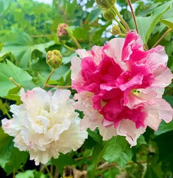 Bahan_Traders_Live_Confederate_Rose_Land_Lotus_Double_Petal_Flowering_Colour_Changing_Cotton_Rose_Plant_In_Polybag_For_Home_&_Garden_(Can_Bloom_In_This_Season)