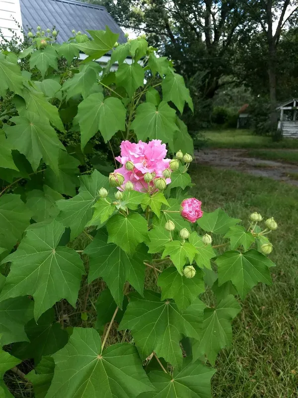 Bahan_Traders_Live_Confederate_Rose_Land_Lotus_Double_Petal_Flowering_Colour_Changing_Cotton_Rose_Plant_In_Polybag_For_Home_&_Garden_(Can_Bloom_In_This_Season)
