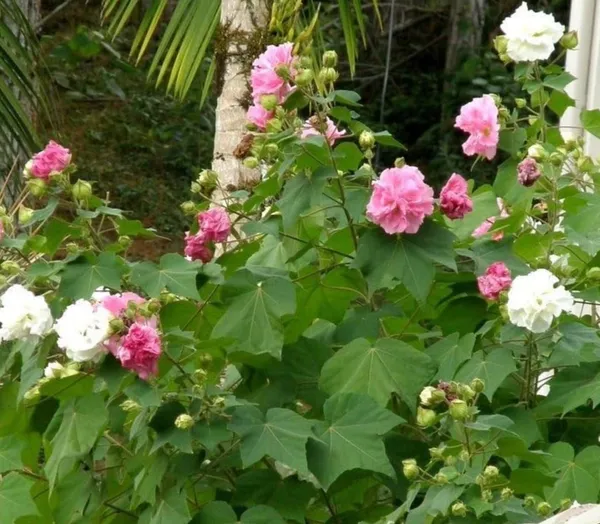 Bahan_Traders_Live_Confederate_Rose_Land_Lotus_Double_Petal_Flowering_Colour_Changing_Cotton_Rose_Plant_In_Polybag_For_Home_&_Garden_(Can_Bloom_In_This_Season)