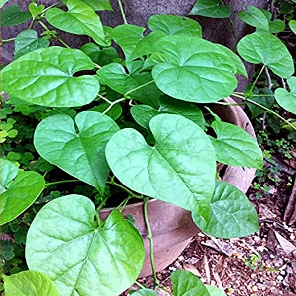 Bahan_Traders_Giloy_Plant_(Tinospora_Cordifolia)_|_Live_Guduchi__Gulvel_Medicinal_Edible_Herb_Plant_In_Grow_Bag_For_Home_Garden_&_Ayurvedic_Uses