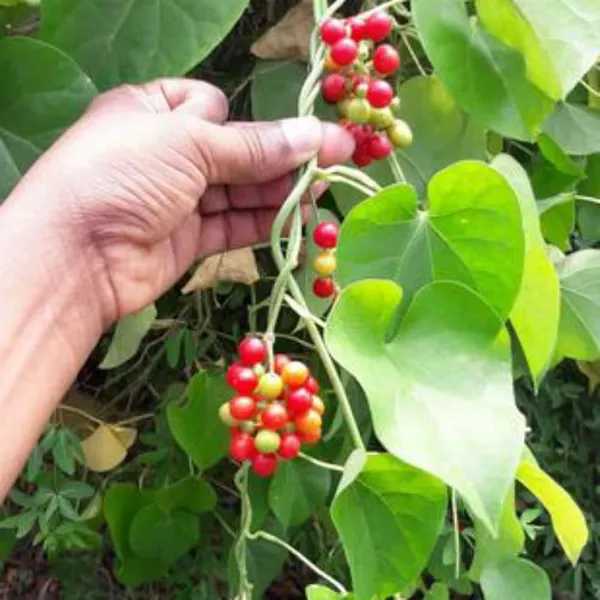 Bahan_Traders_Giloy_Plant_(Tinospora_Cordifolia)_|_Live_Guduchi__Gulvel_Medicinal_Edible_Herb_Plant_In_Grow_Bag_For_Home_Garden_&_Ayurvedic_Uses