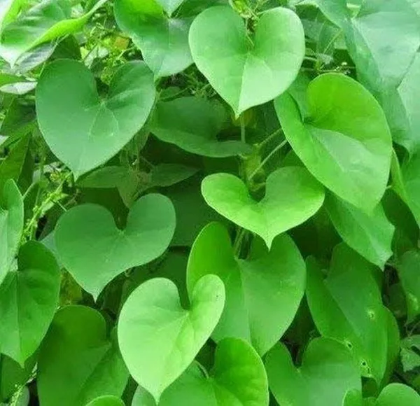 Bahan_Traders_Giloy_Plant_(Tinospora_Cordifolia)_|_Live_Guduchi__Gulvel_Medicinal_Edible_Herb_Plant_In_Grow_Bag_For_Home_Garden_&_Ayurvedic_Uses