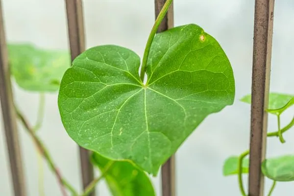 Bahan_Traders_Giloy_Plant_(Tinospora_Cordifolia)_|_Live_Guduchi__Gulvel_Medicinal_Edible_Herb_Plant_In_Grow_Bag_For_Home_Garden_&_Ayurvedic_Uses