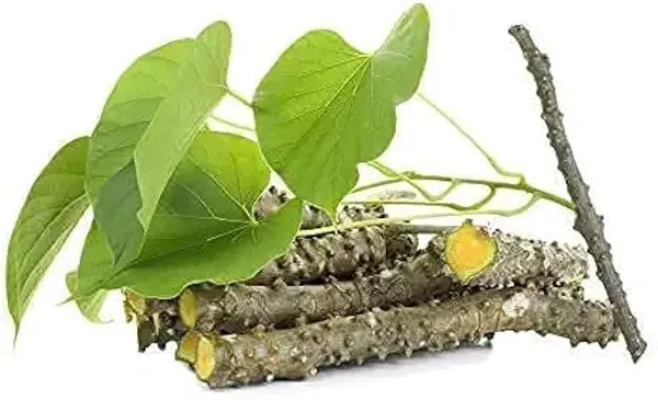 Bahan_Traders_Giloy_Plant_(Tinospora_Cordifolia)_|_Live_Guduchi__Gulvel_Medicinal_Edible_Herb_Plant_In_Grow_Bag_For_Home_Garden_&_Ayurvedic_Uses