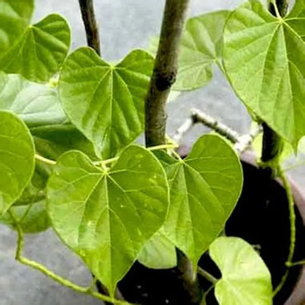 Bahan_Traders_Giloy_Plant_(Tinospora_Cordifolia)_|_Live_Guduchi__Gulvel_Medicinal_Edible_Herb_Plant_In_Grow_Bag_For_Home_Garden_&_Ayurvedic_Uses