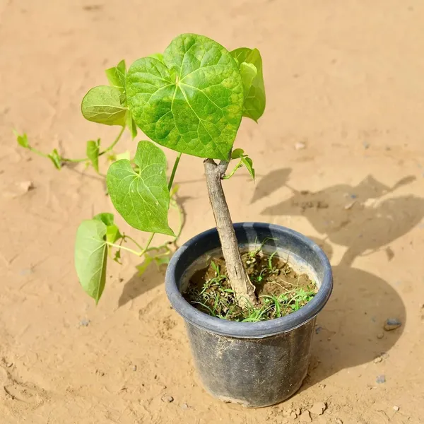 Bahan_Traders_Giloy_Plant_(Tinospora_Cordifolia)_|_Live_Guduchi__Gulvel_Medicinal_Edible_Herb_Plant_In_Grow_Bag_For_Home_Garden_&_Ayurvedic_Uses