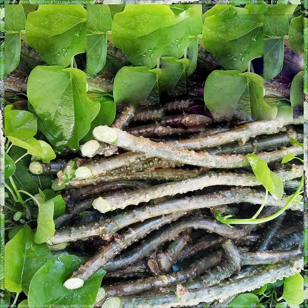 Bahan_Traders_Giloy_Plant_(Tinospora_Cordifolia)_|_Live_Guduchi__Gulvel_Medicinal_Edible_Herb_Plant_In_Grow_Bag_For_Home_Garden_&_Ayurvedic_Uses
