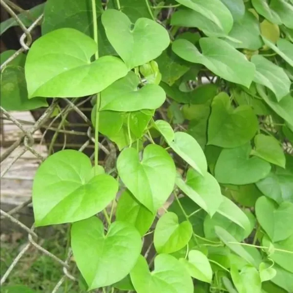 Bahan_Traders_Giloy_Plant_(Tinospora_Cordifolia)_|_Live_Guduchi__Gulvel_Medicinal_Edible_Herb_Plant_In_Grow_Bag_For_Home_Garden_&_Ayurvedic_Uses